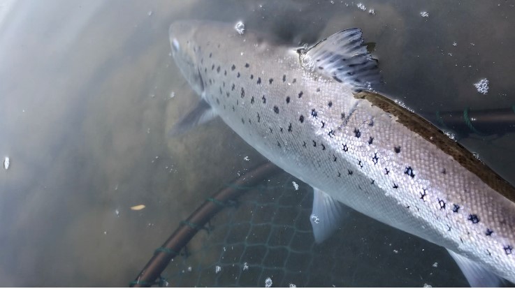 Mike Bolt followed his Usk salmon with this fantastic 6lb sea trout